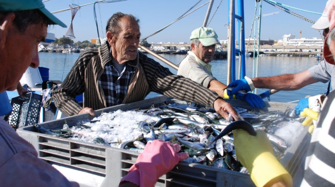 Ξαναγύρισαν οι σαρδέλες στην Πορτογαλία