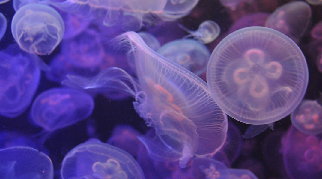 Μωβ μέδουσα: Έξαρση στις ελληνικές θάλασσες το καλοκαίρι