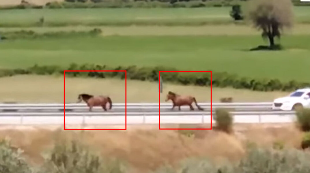 Τα δύο άγρια άλογα στην Ιονία Οδό