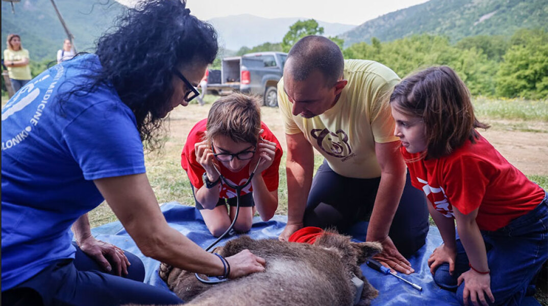 Παιδί ακούει με στηθοσκόπιο την καρδιά της αρκούδας στο βιωματικό σεμινάριο του Αρκτούρου