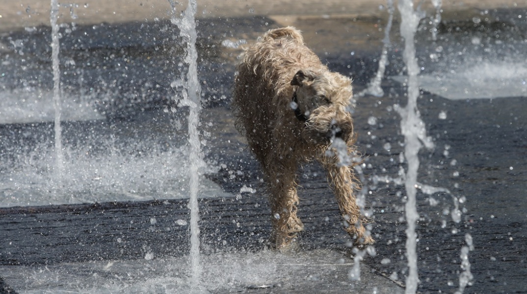 Καιρός: Σκύλος δροσίζεται σε σιντριβάνι όσο υπάρχουν υψηλές θερμοκρασίες