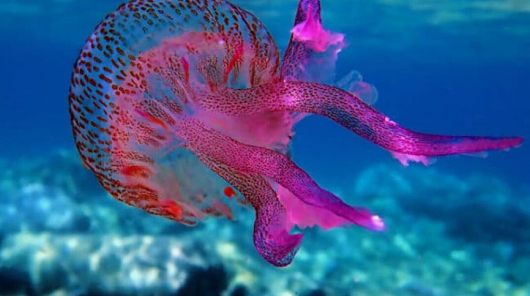 Η μωβ μέδουσα εξαπλώνεται ταχύτατα στις ελληνικές θάλασσες