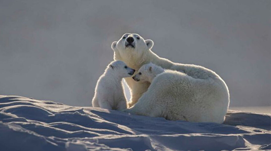 Μαμά πολική αρκούδα στον Καναδά με τα δύο αρκουδάκια της