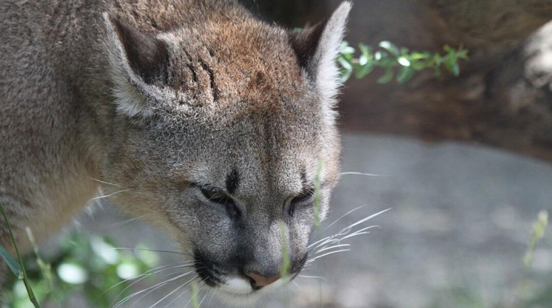 Στο νοσοκομείο κοριτσάκι που δέχτηκε επίθεση από Πούμα στην Ουάσινγκτον των ΗΠΑ