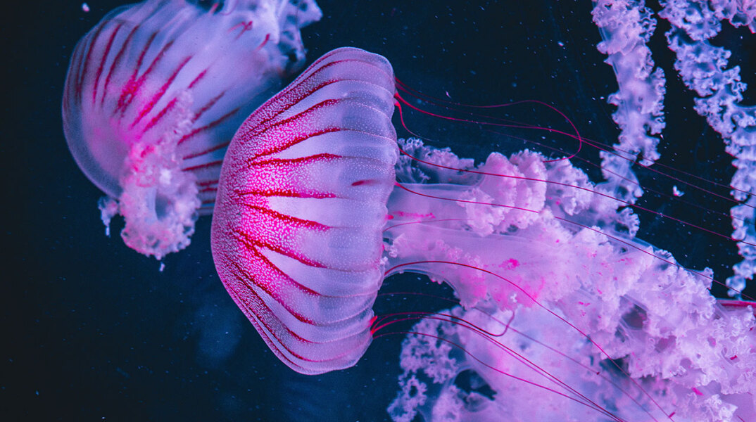 Μωβ μέδουσα