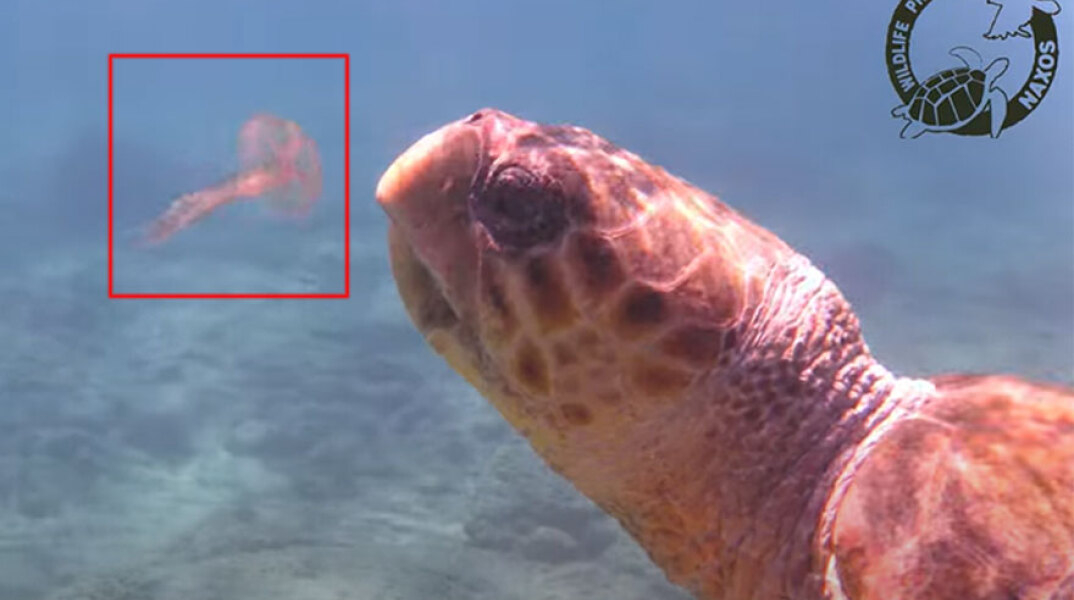 Θαλάσσια χελώνα στη Νάξο ετοιμάζεται να φάει μέδουσα