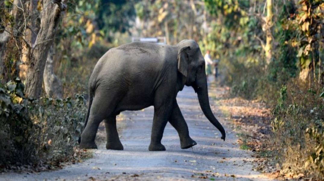 ΗΠΑ: Ο Χάπι ο ελέφαντας δεν έχει τα ίδια δικαιώματα με τους ανθρώπους και θα παραμείνει σε ζωολογικό κήπο, έκρινε το Ανώτατο Δικαστήριο της Νέας Υόρκης	