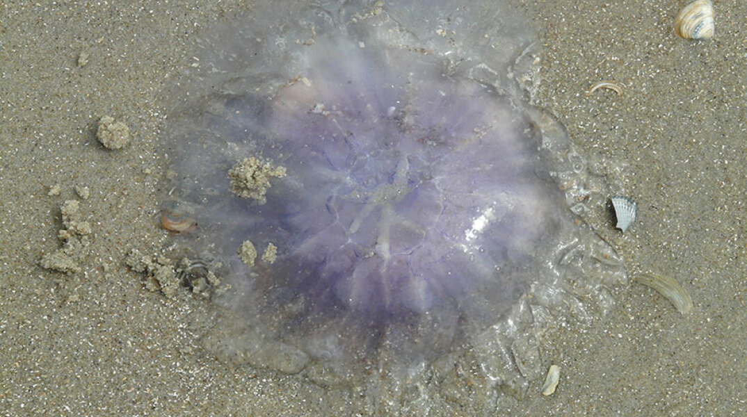 Γαλάζια μέδουσα (Φωτογραφία αρχείου)