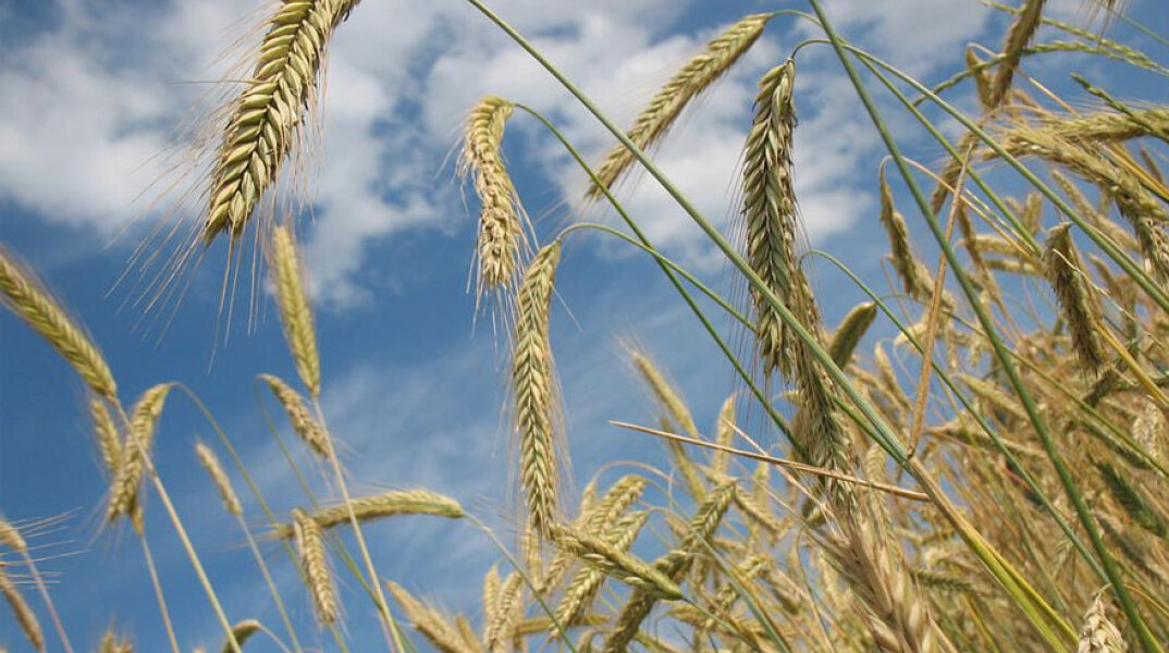 Ο πόλεμος στην Ουκρανία πυροδότησε παγκόσμια επισιτιστική κρίση