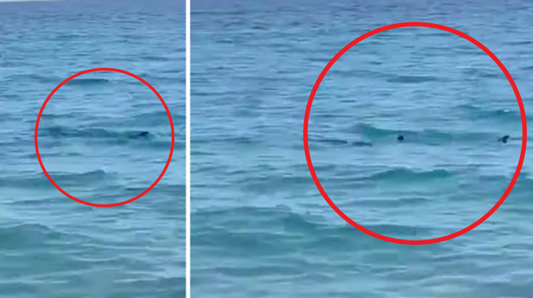 Καλαμάτα: Εμφανίστηκε καρχαριοειδές σε παραλία