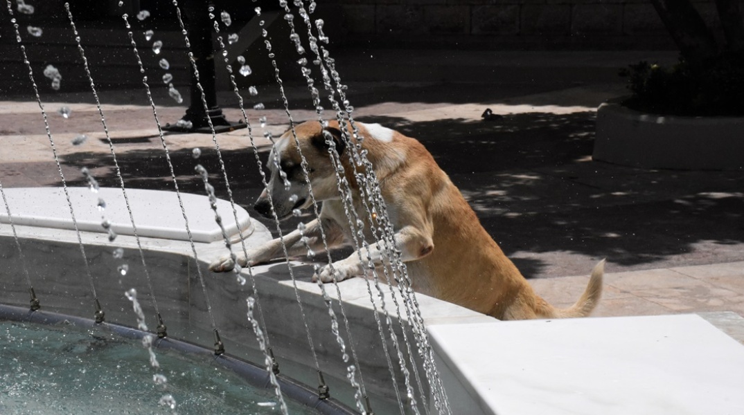 Καύσωνας: Σκύλος έχει ανέβει σε σιντριβάνι που ρίχνει νερό