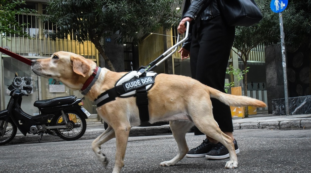 Σκύλος οδηγός κατευθύνει τυφλή κοπέλα