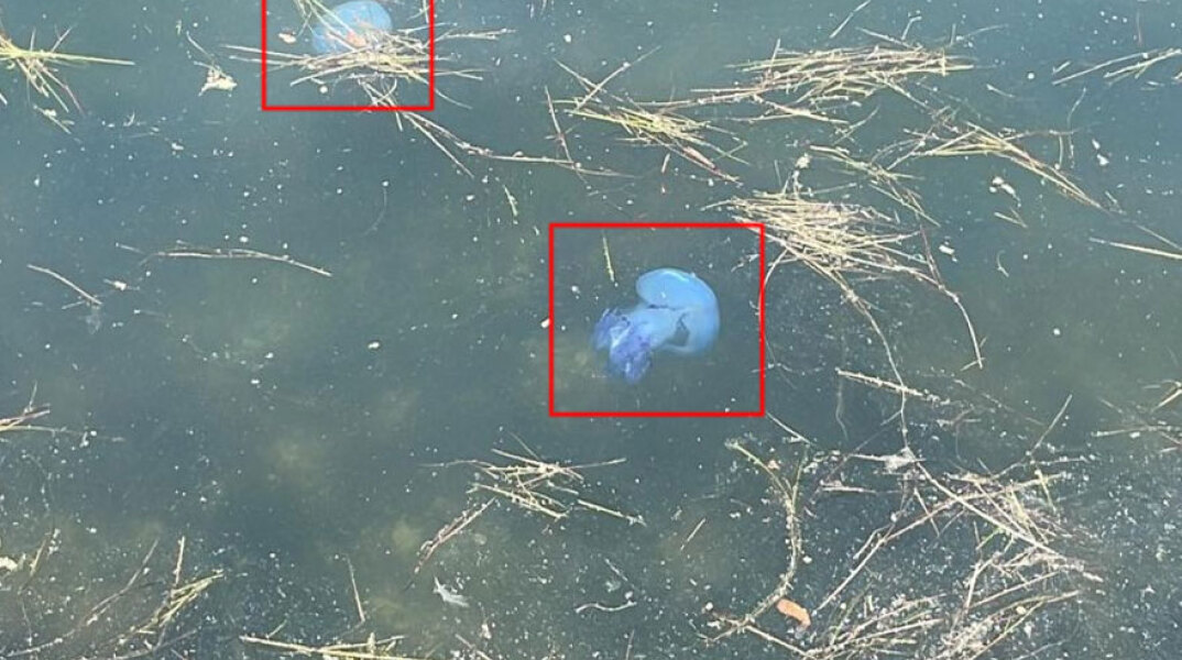 Γαλάζιες μέδουσες στον Θερμαϊκό στη Θεσσαλονίκη