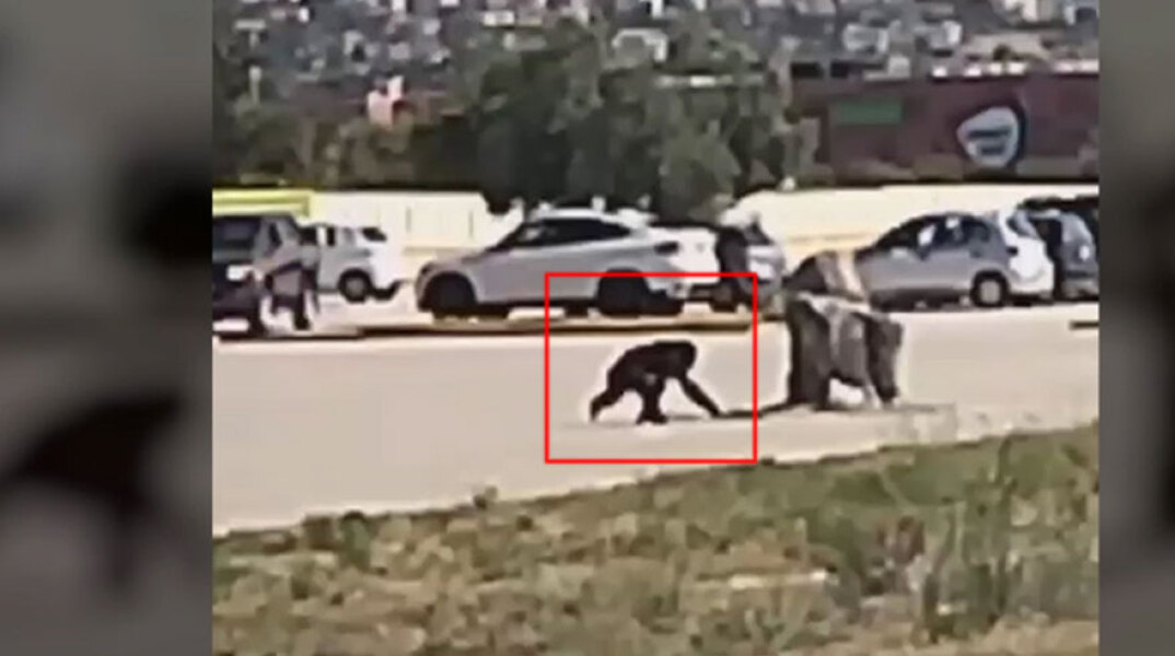 Ο χιμπατζής έξω από το Αττικό Ζωολογικό Πάρκο λίγο πριν τον πυροβολήσει και σκοτώσει ο φροντιστής