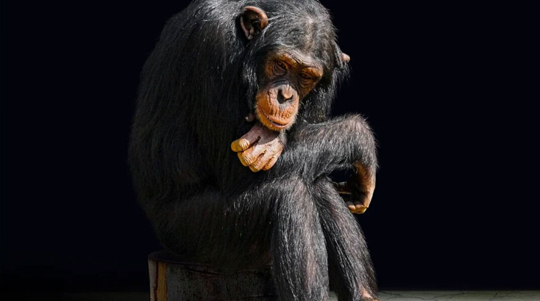 Η θανάτωση χιμπατζή στο Αττικό Ζωολογικό Πάρκο προκάλεσε την παρέμβαση Αμυρά
