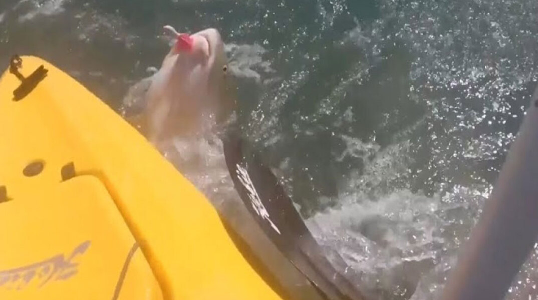 Καρχαρίας στη Βόρεια Καρολίνα ετοιμάζεται να πέσει πάνω σε κανό καγιάκ για να αρπάξει το ψάρι