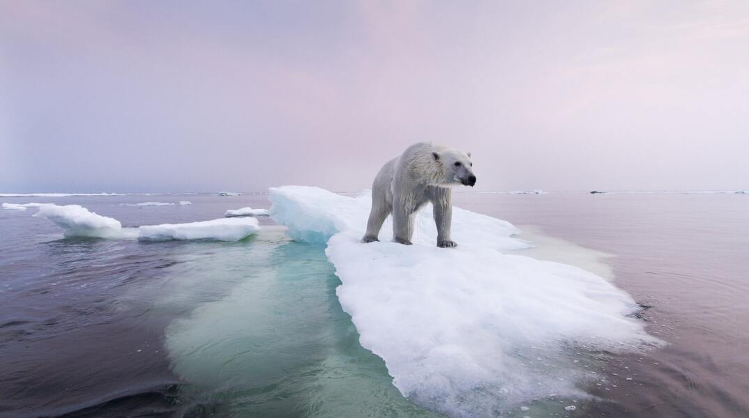 Πολική αρκούδα σε παγόβουνο
