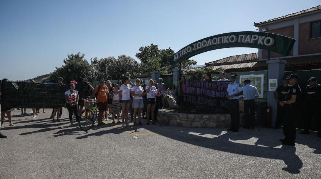 Θανάτωση χιμπατζή: Ελεγκτές στο Αττικό Πάρκο – Αναγκαία διαδικασία και όχι δολοφονία, λέει ο Λεσουάρ στον ΣΚΑΪ