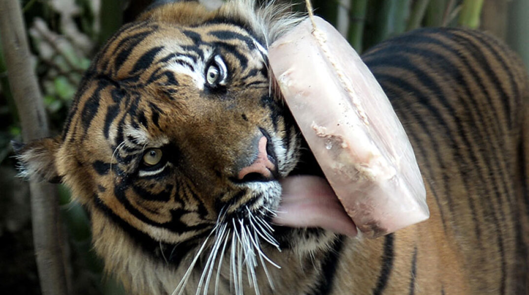 Τίγρης γλείφει τον πάγο με το κρέας στον Ζωολογικό Κήπο της Ρώμης, καθώς ο καύσωνας επιμένει