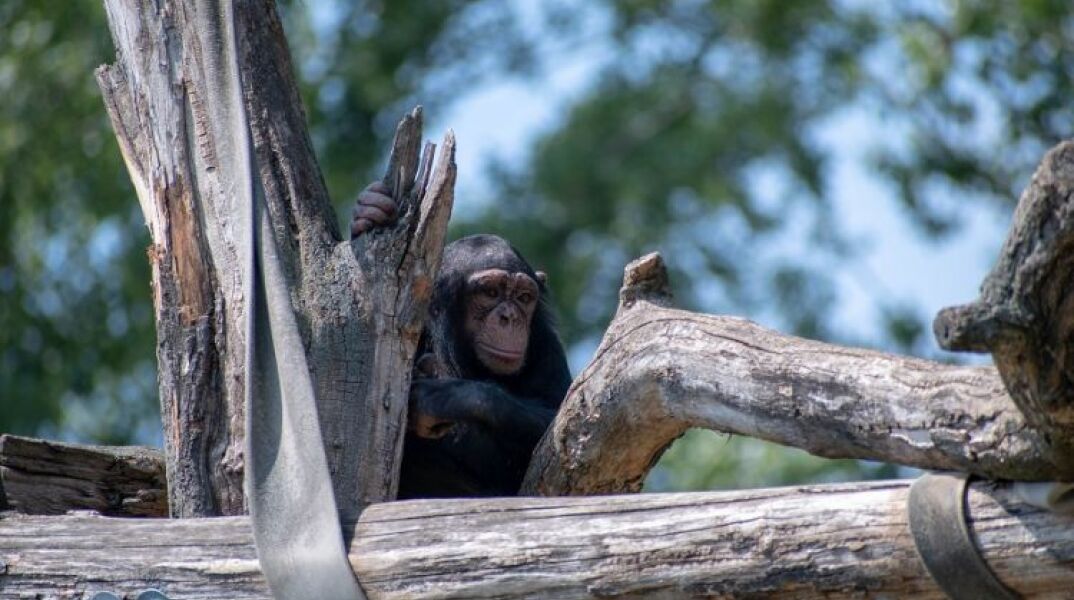 Αττικό ζωολογικό πάρκο: Ο Κούγιας αναλαμβάνει φιλοζωική για τη θανάτωση του χιμπατζή