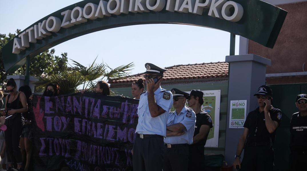 Θανάτωση χιμπατζή: Τι αναφέρει το πόρισμα για το Αττικό Πάρκο