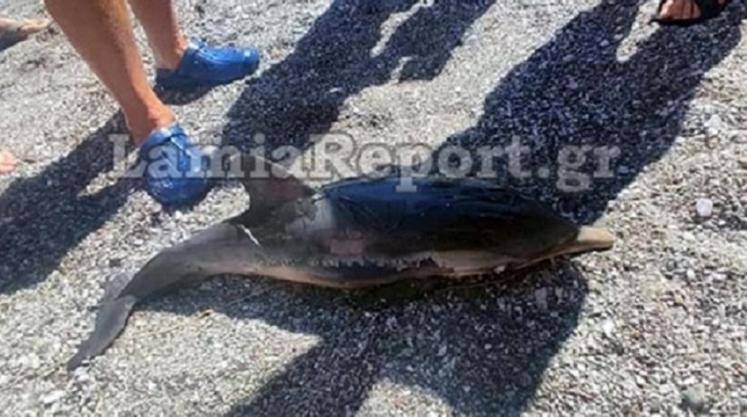 Καμένα Βούρλα: Μωρό δελφίνι ξεβράστηκε νεκρό