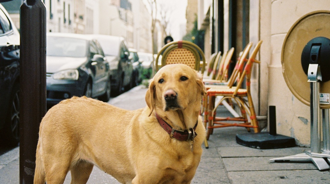 Σκύλος στο Παρίσι