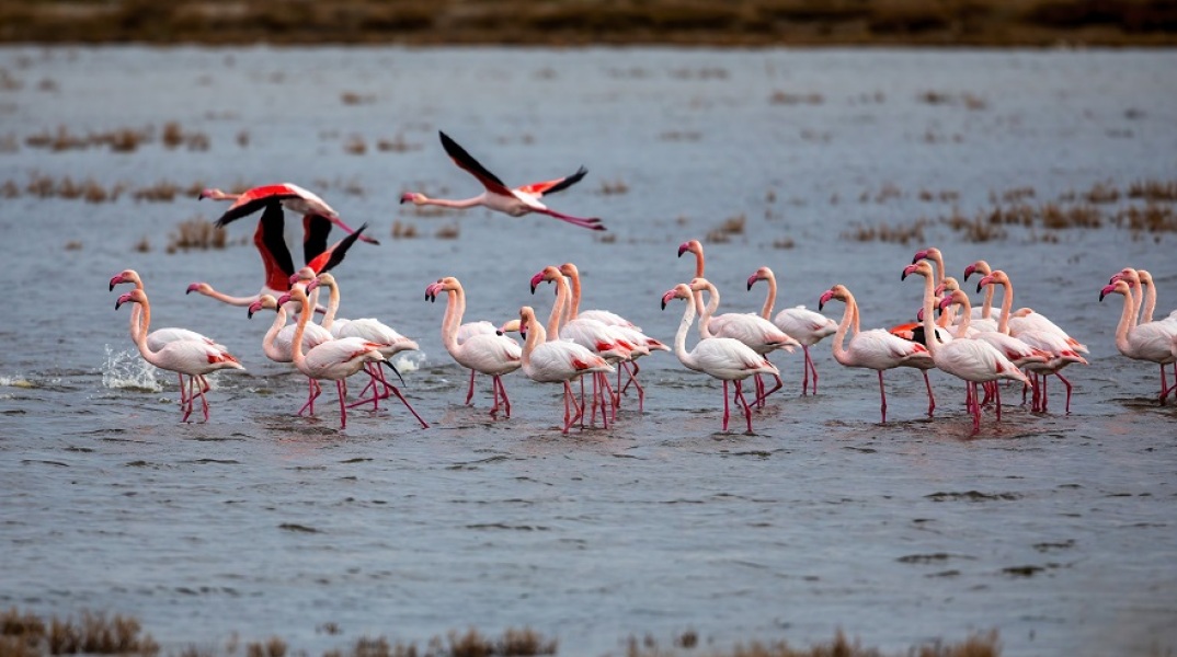 Φλαμίνγκο - φωτογραφία αρχείου