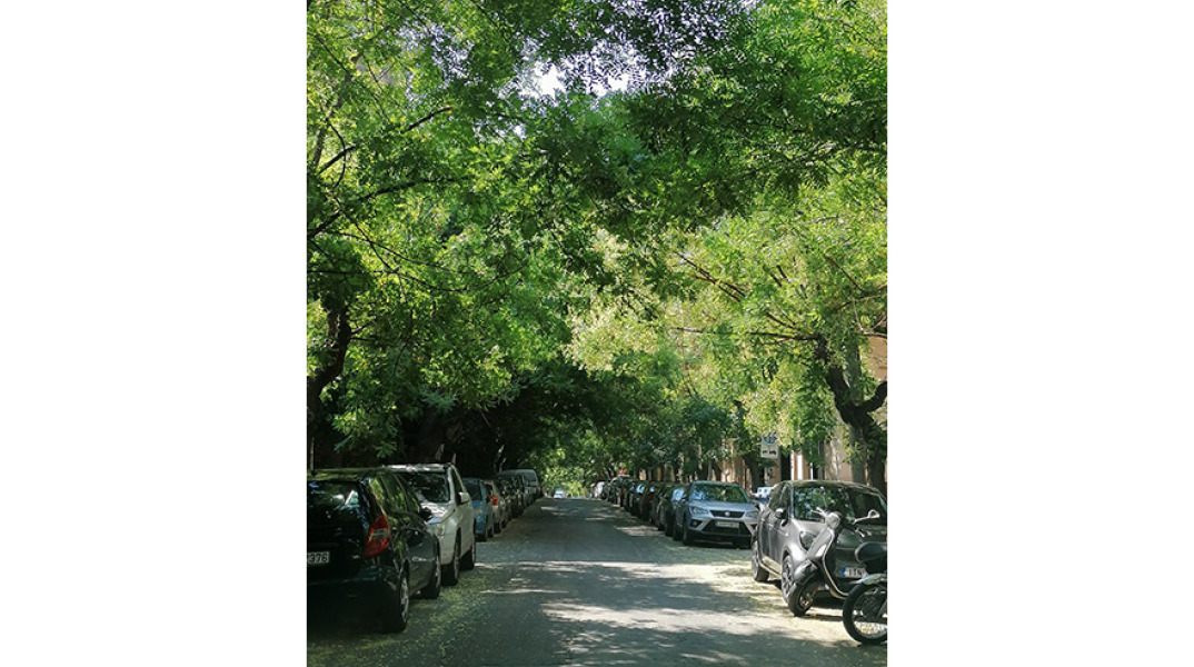 Τα δέντρα της Μάρκου Μουσούρου