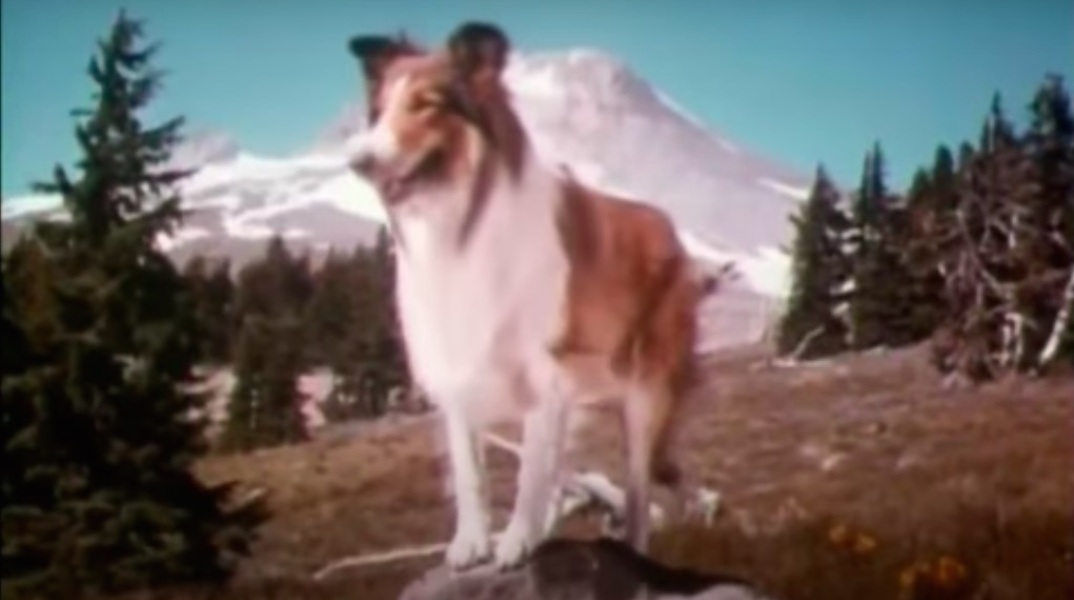 lassie.jpg