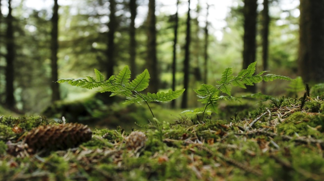Δέντρα και δάσος