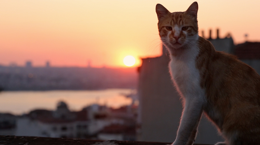 Kedi