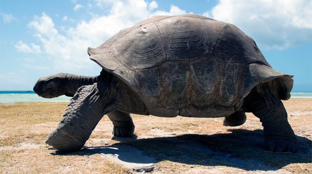 Aldabra: once upon an island