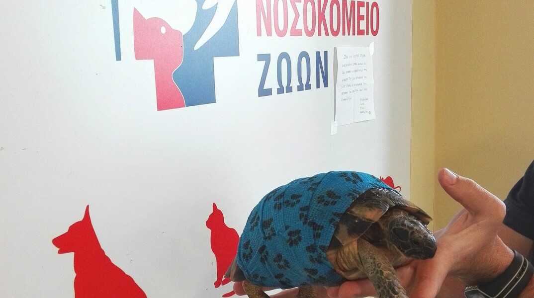 © .facebook.com/attikonosokomeiozoon