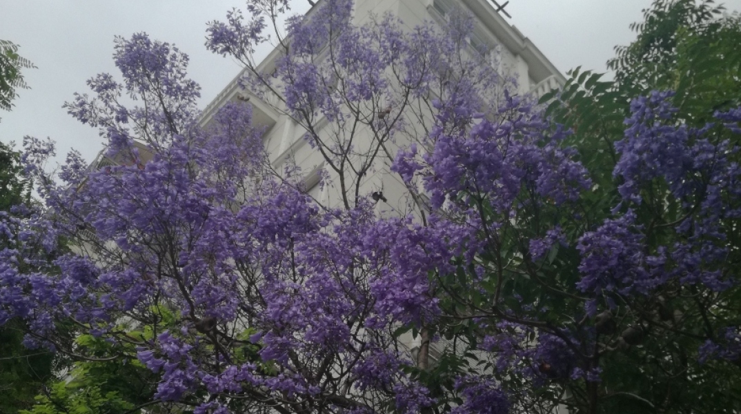 Ανθισμένες Τζακαράντες