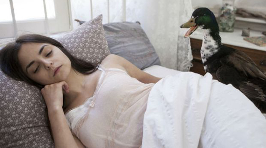 Η αγριόπαπια