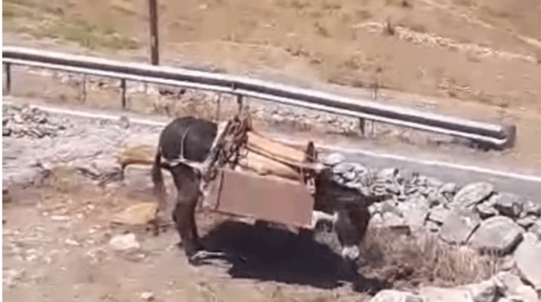 Αμοργός / Κακοποίηση ζώου 