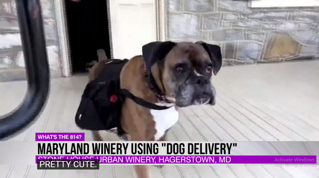 Σκύλος σε χρέη delivery