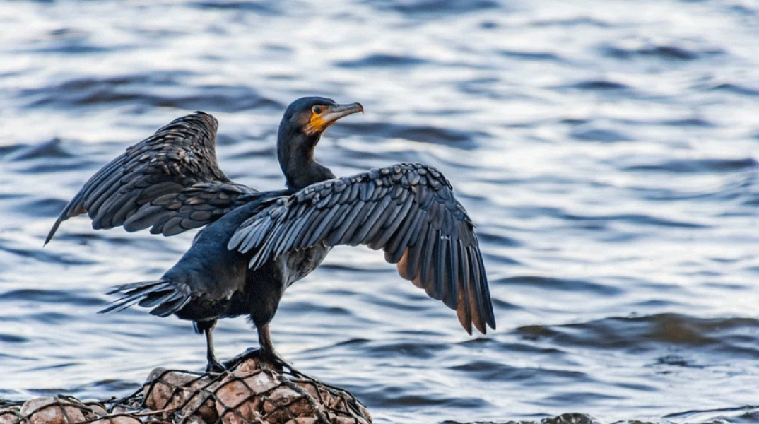 Κορμοράνος