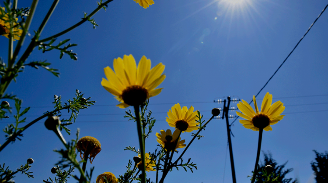 Λουλούδια - Ήλιος