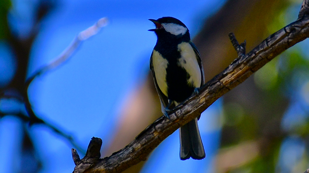 Πουλί - Ναύπλιο