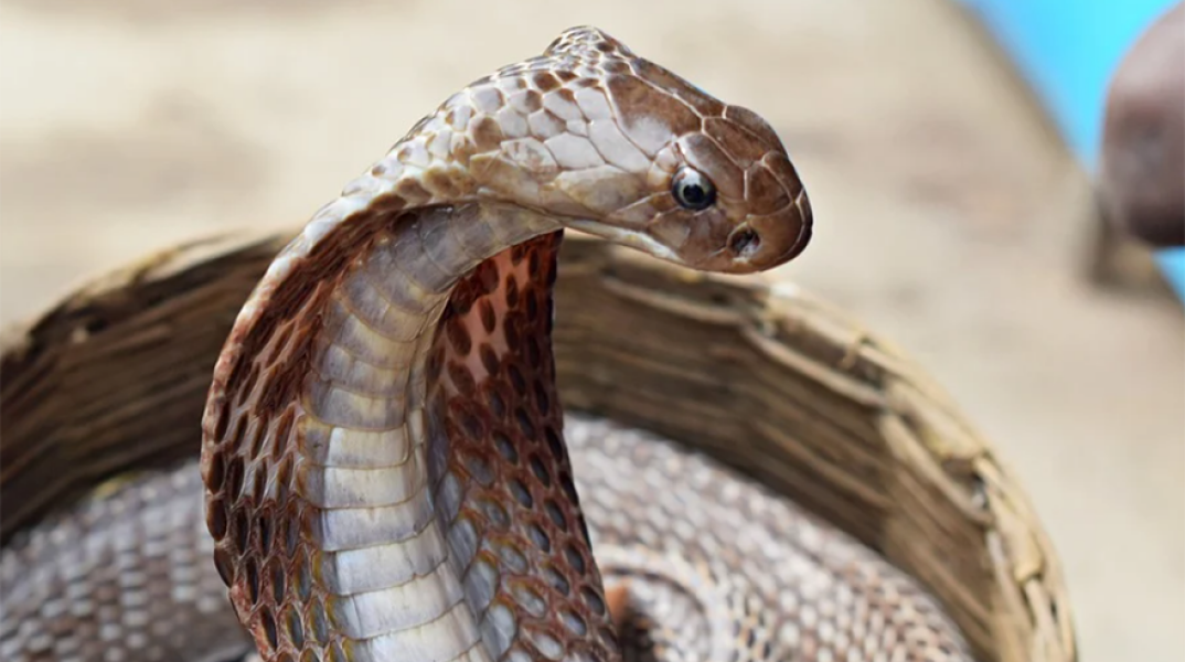 Κόμπρα - Φίδι