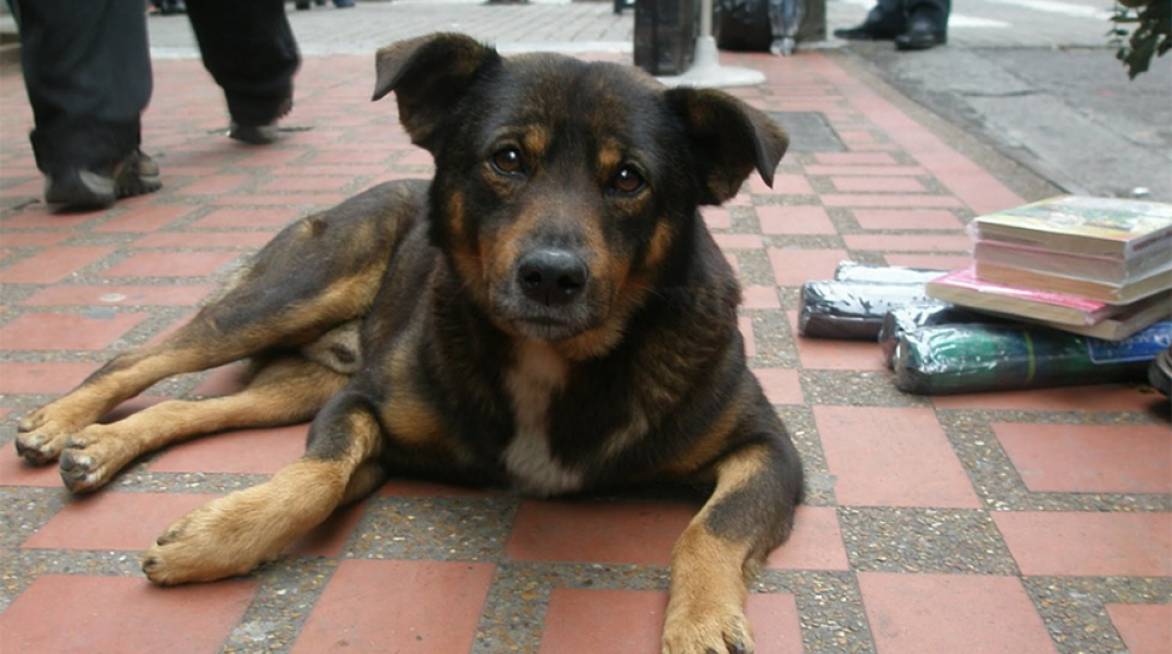 Αδέσποτος σκύλος 