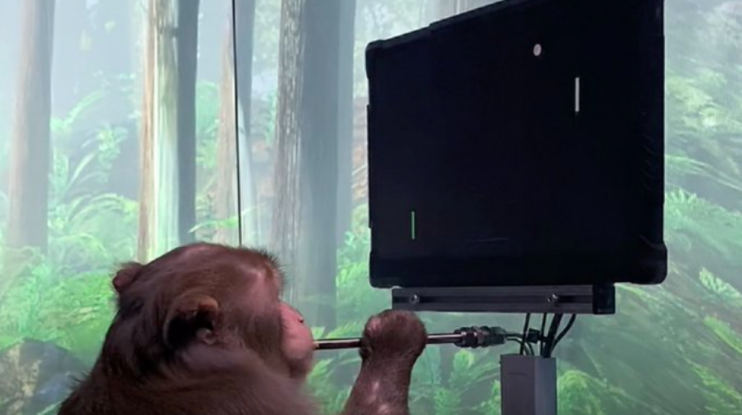 Μαϊμού παίζει βιντεοπαιχνίδι μέσω του νου της 