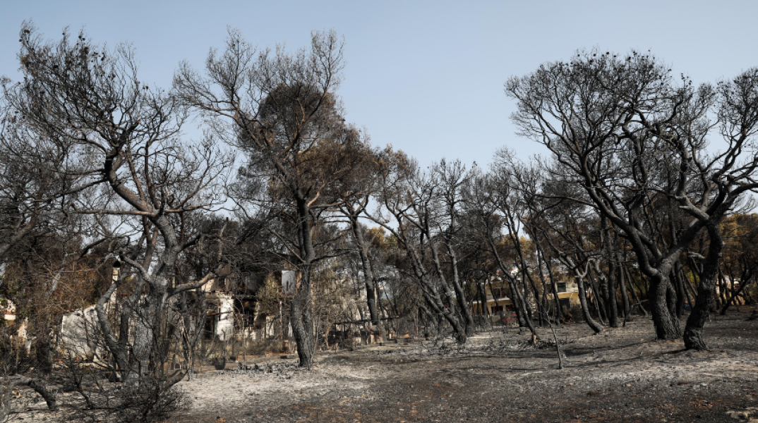 Καμμένα δέντρα