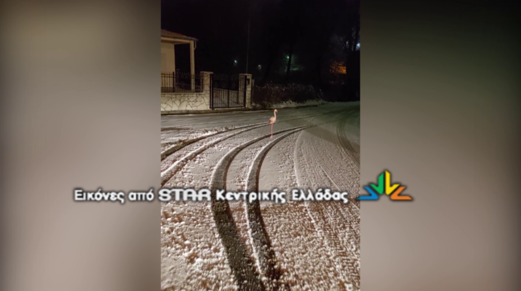 Φλαμίνγκο στο Καρπενήσι! (video)