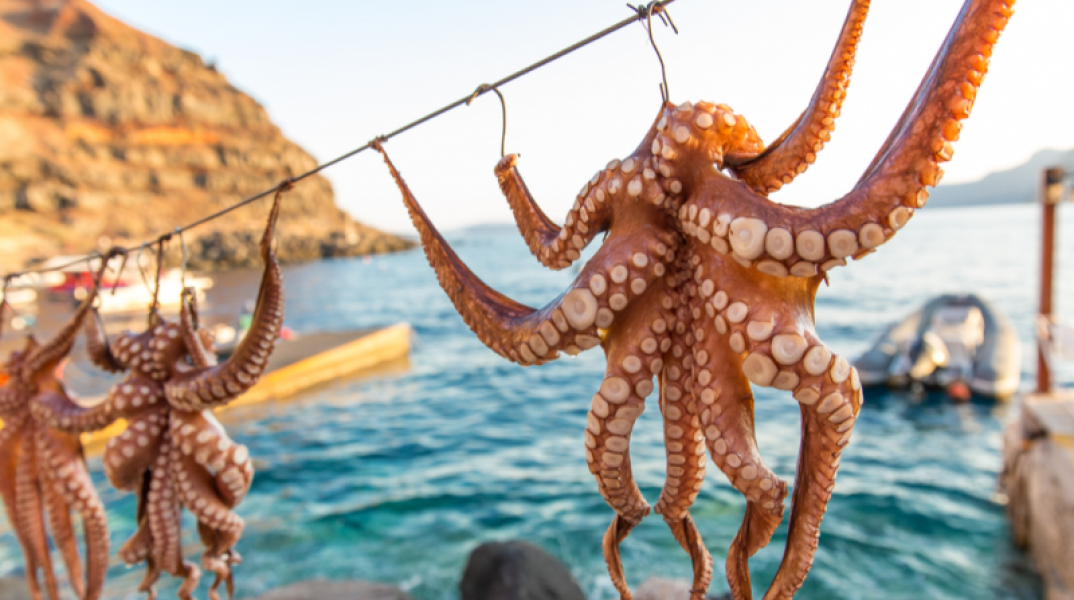 Γιατί δεν πρέπει να τρώμε πια χταπόδια – Η νέα τάση που θα «φανεί» στα ταβερνάκια
