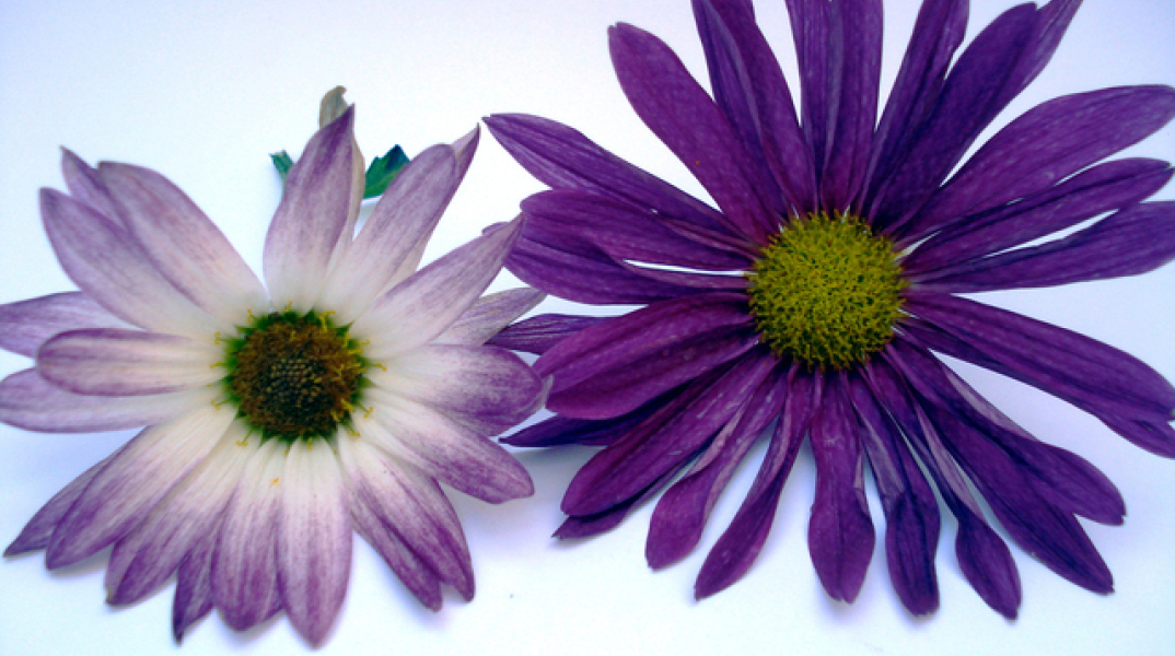 Εορτολόγιο: Σήμερα 7 Αυγούστου γιορτάζει…