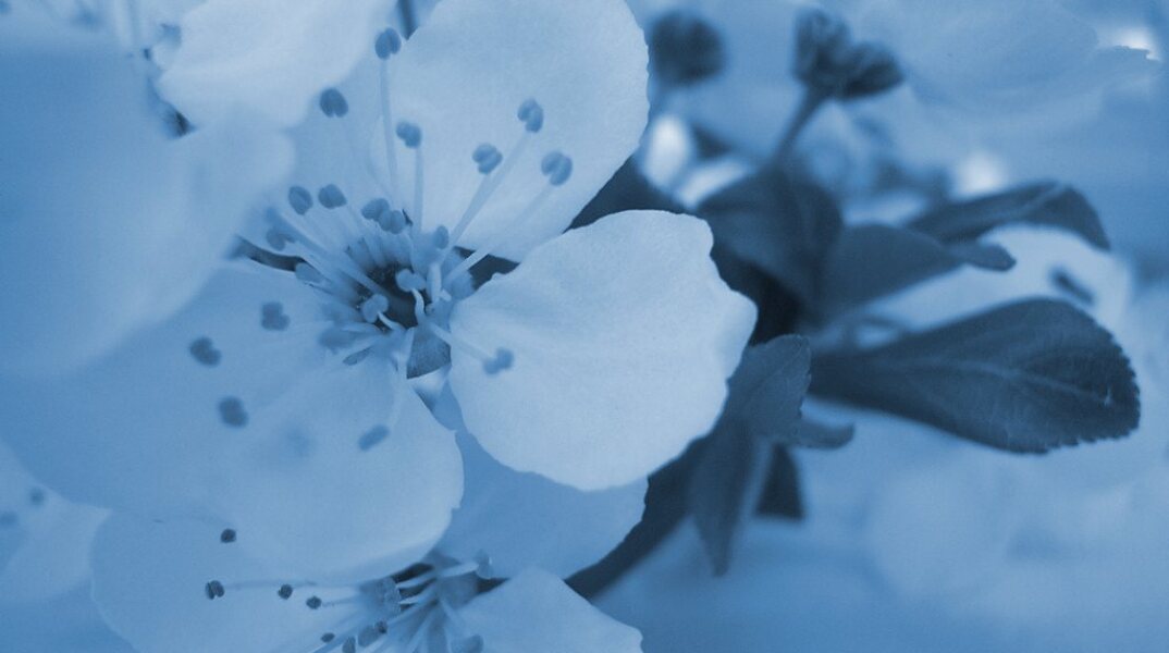 Εορτολόγιο: Σήμερα 31 Αυγούστου γιορτάζει…