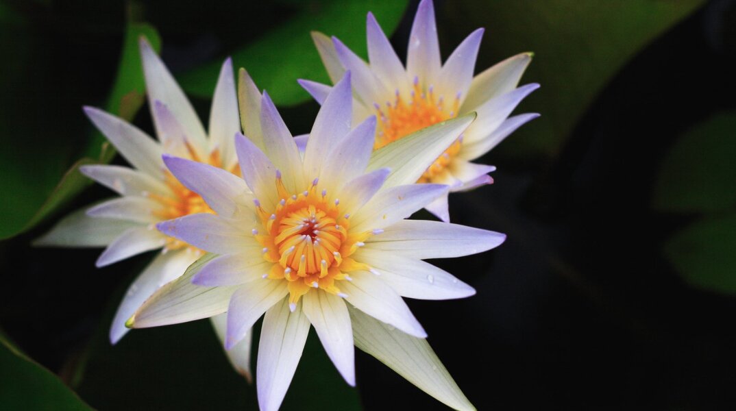 Εορτολόγιο: Σήμερα 23 Σεπτεμβρίου γιορτάζει… 